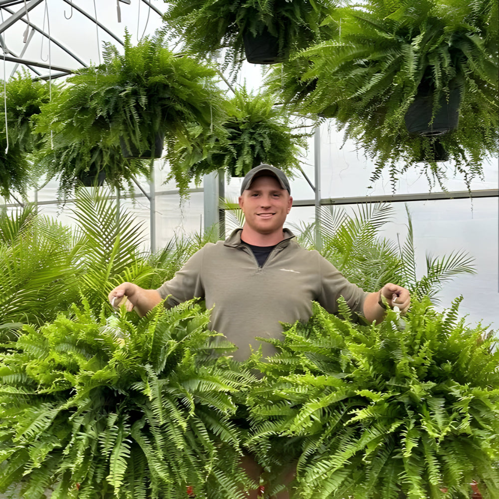 Planta decorativa artificial de helecho de Boston para el hogar