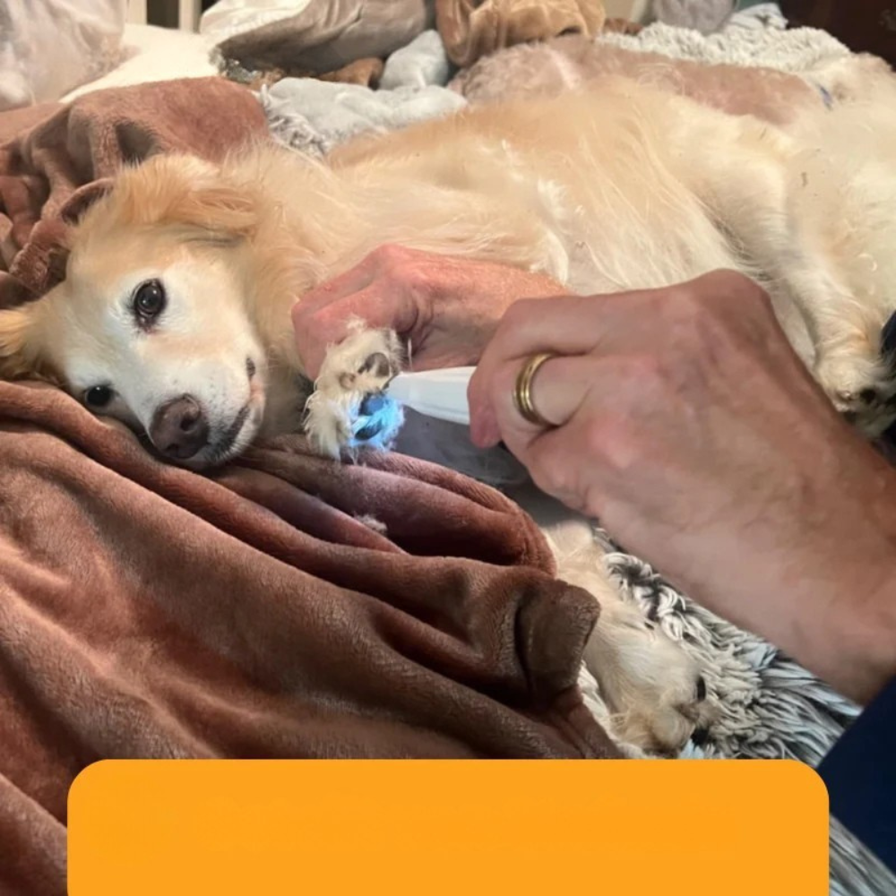 Tondeuse silencieuse électrique pour pattes de chien Outil de précision à LED