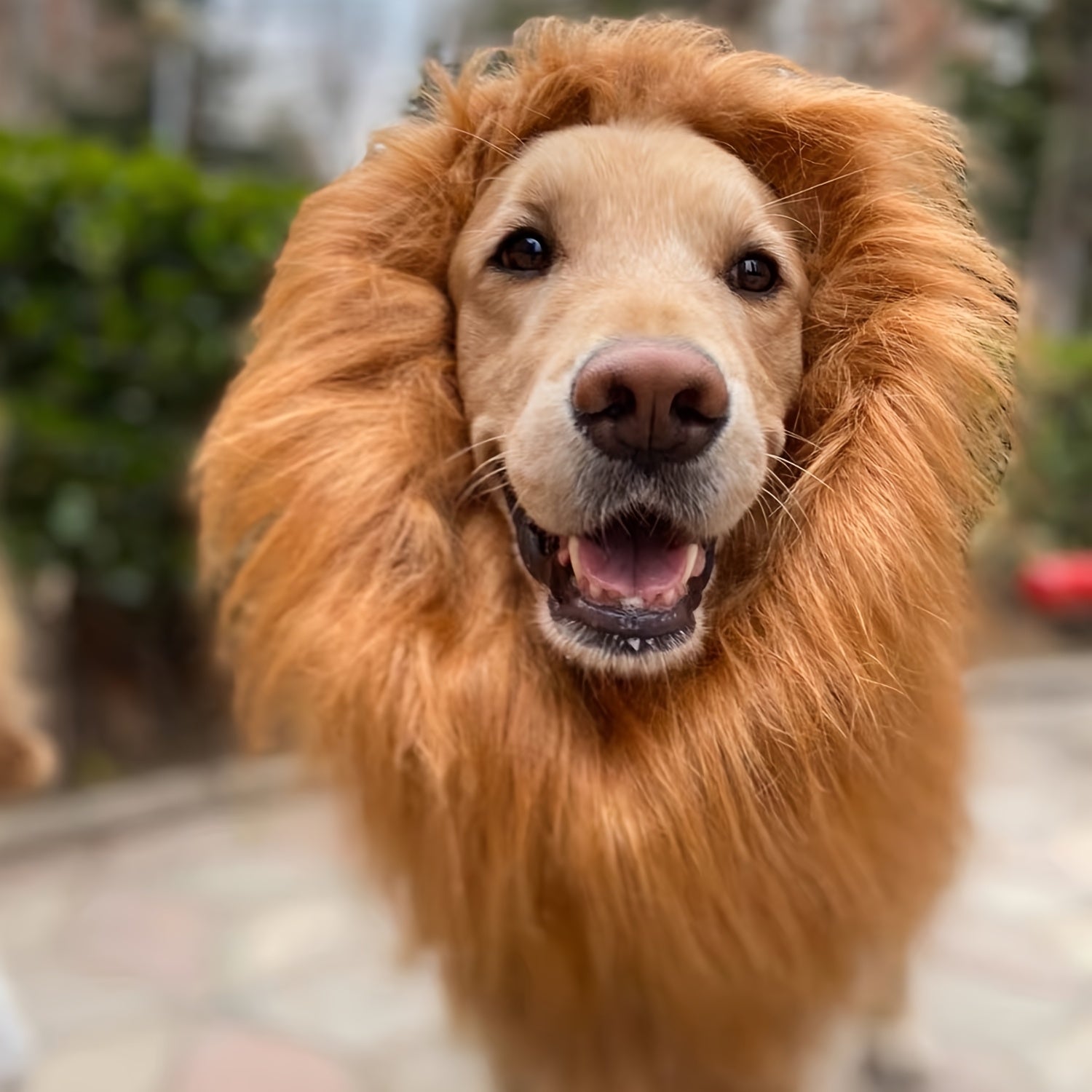 Costume di Halloween con criniera da leone realistico per cane | Regolabile e leggero