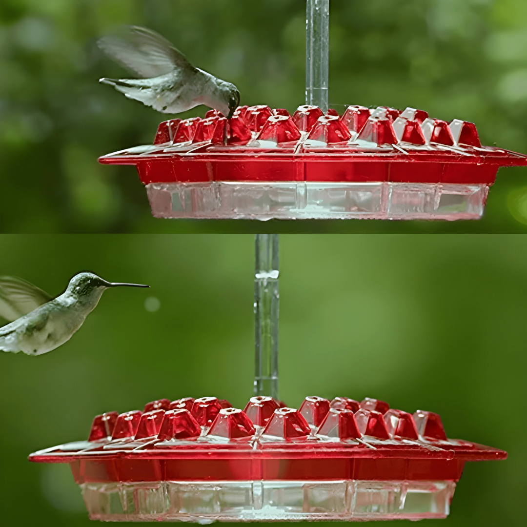 Mangeoire suspendue pour colibris de jardin