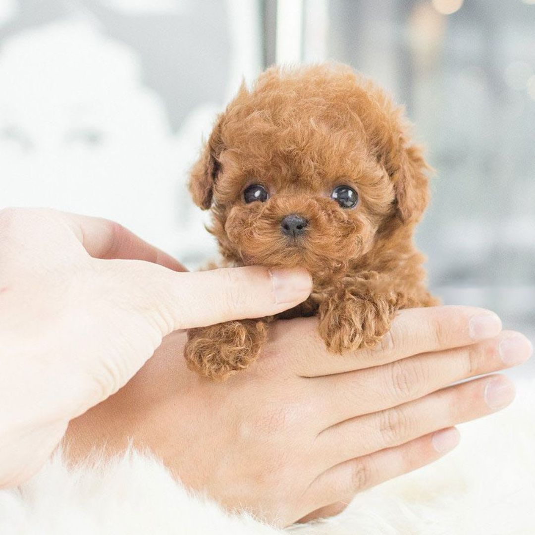 Nicoo Robot Puppy Interactive Toy Realistic Lifelike Dog