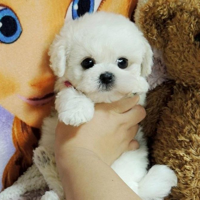 Cojín de abrazo Juguete de cachorro de peluche realista