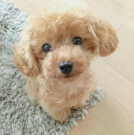 Cojín de abrazo Juguete de cachorro de peluche realista