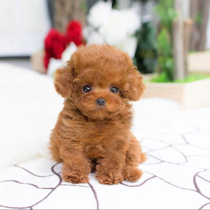 Cojín de abrazo Juguete de cachorro de peluche realista