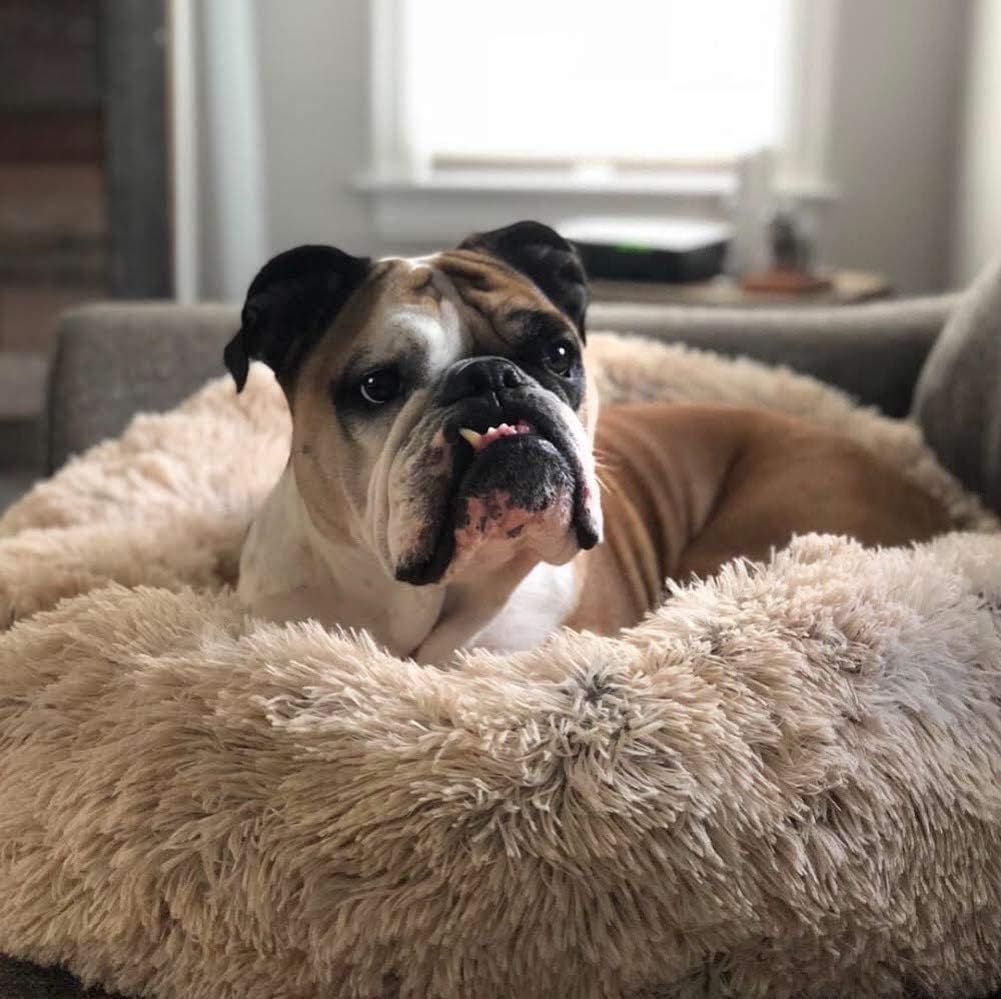 Lit orthopédique en peluche en forme de beignet pour chien