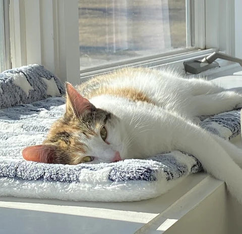 Hundedecke Plüsch Waschbares Haustierkissen