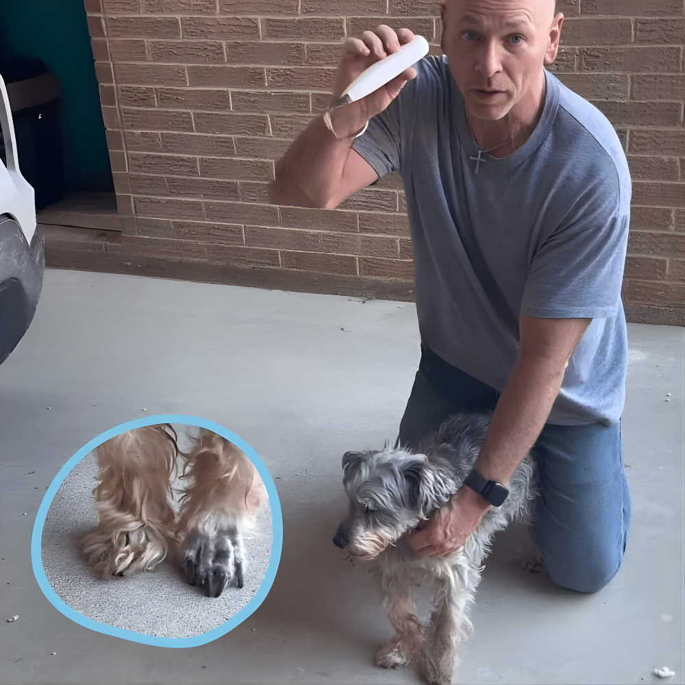 Recortadora de Patas de Perro Silenciosa Cortadora Eléctrica de Aseo Herramienta de Precisión con LED