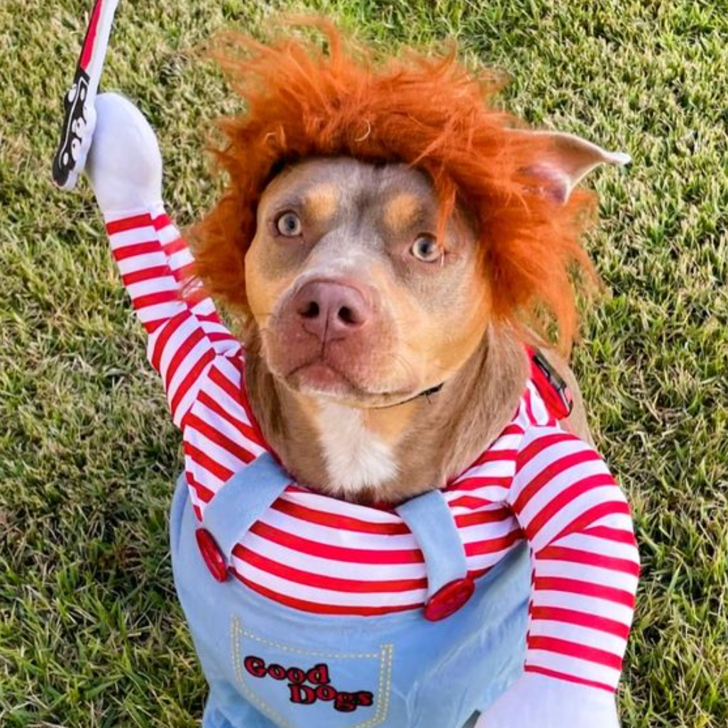 Haunting Pet Costume for Spooky Celebrations - Image 7