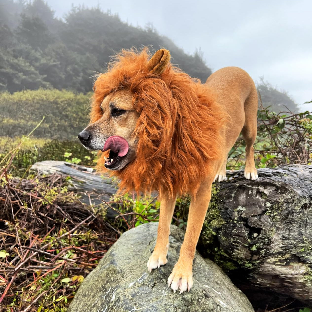 Majestic Lion Mane Dog Costume for Halloween - Image 10