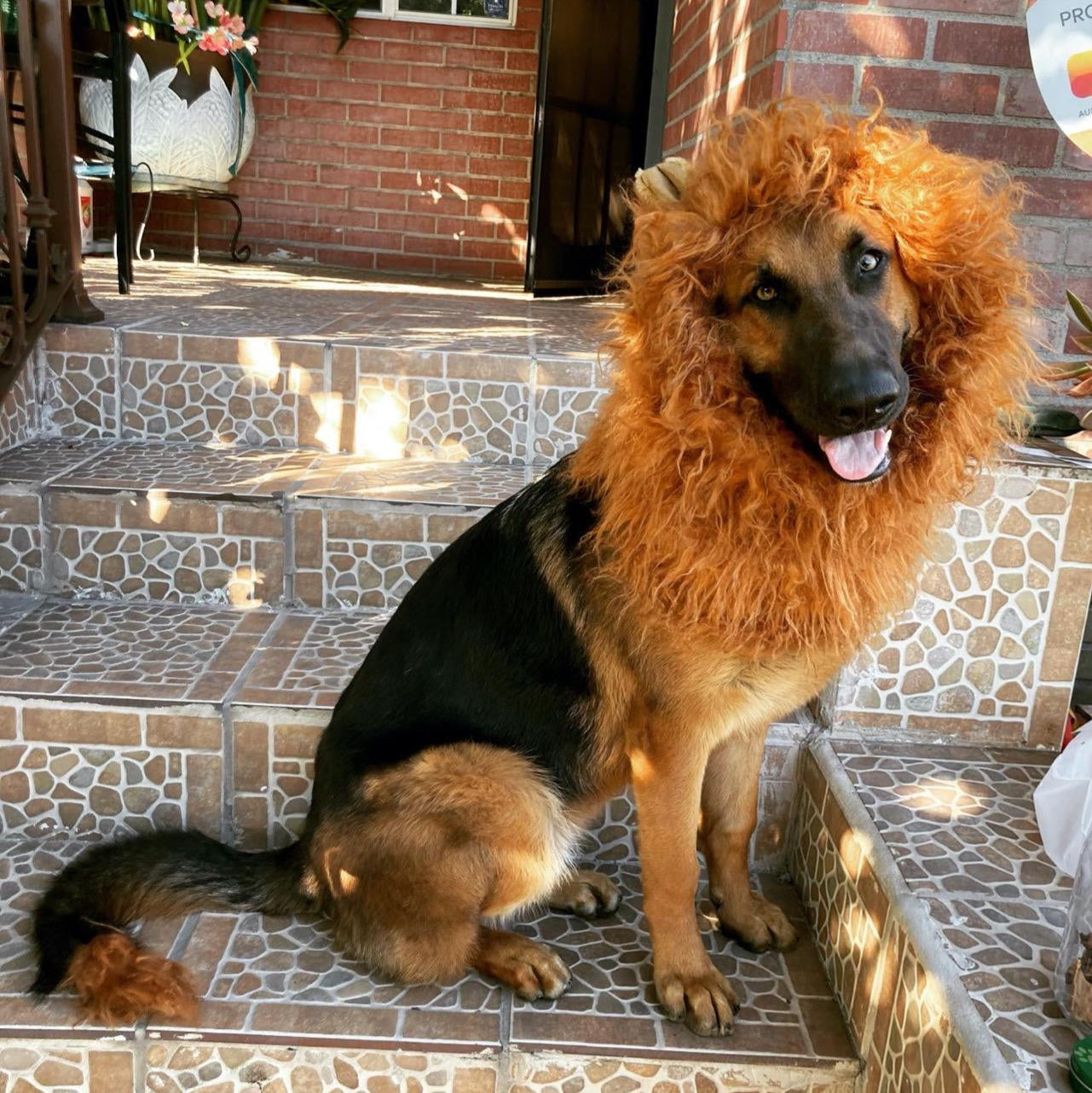 Majestic Lion Mane Dog Costume for Halloween - Image 7