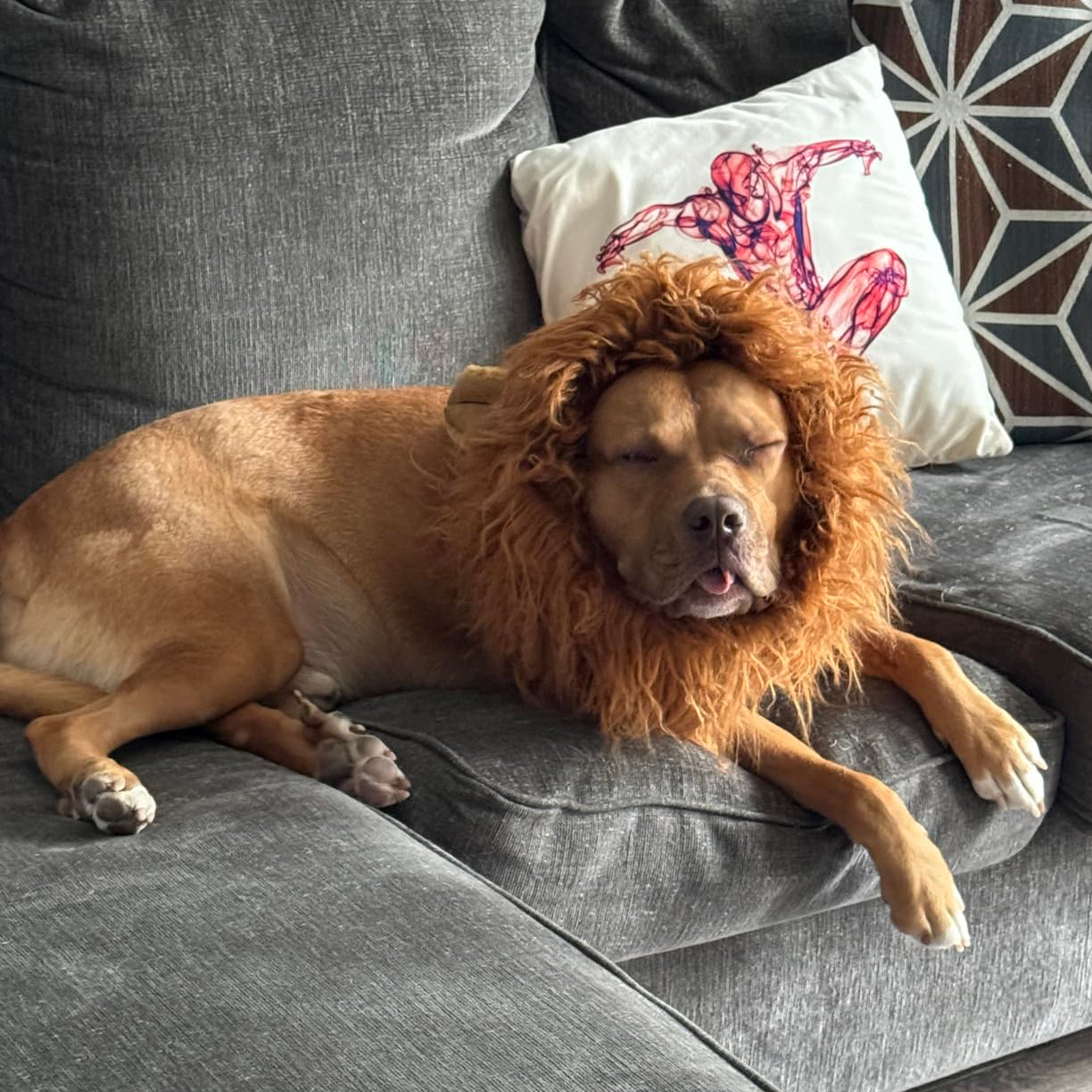 Majestic Lion Mane Dog Costume for Halloween - Image 9