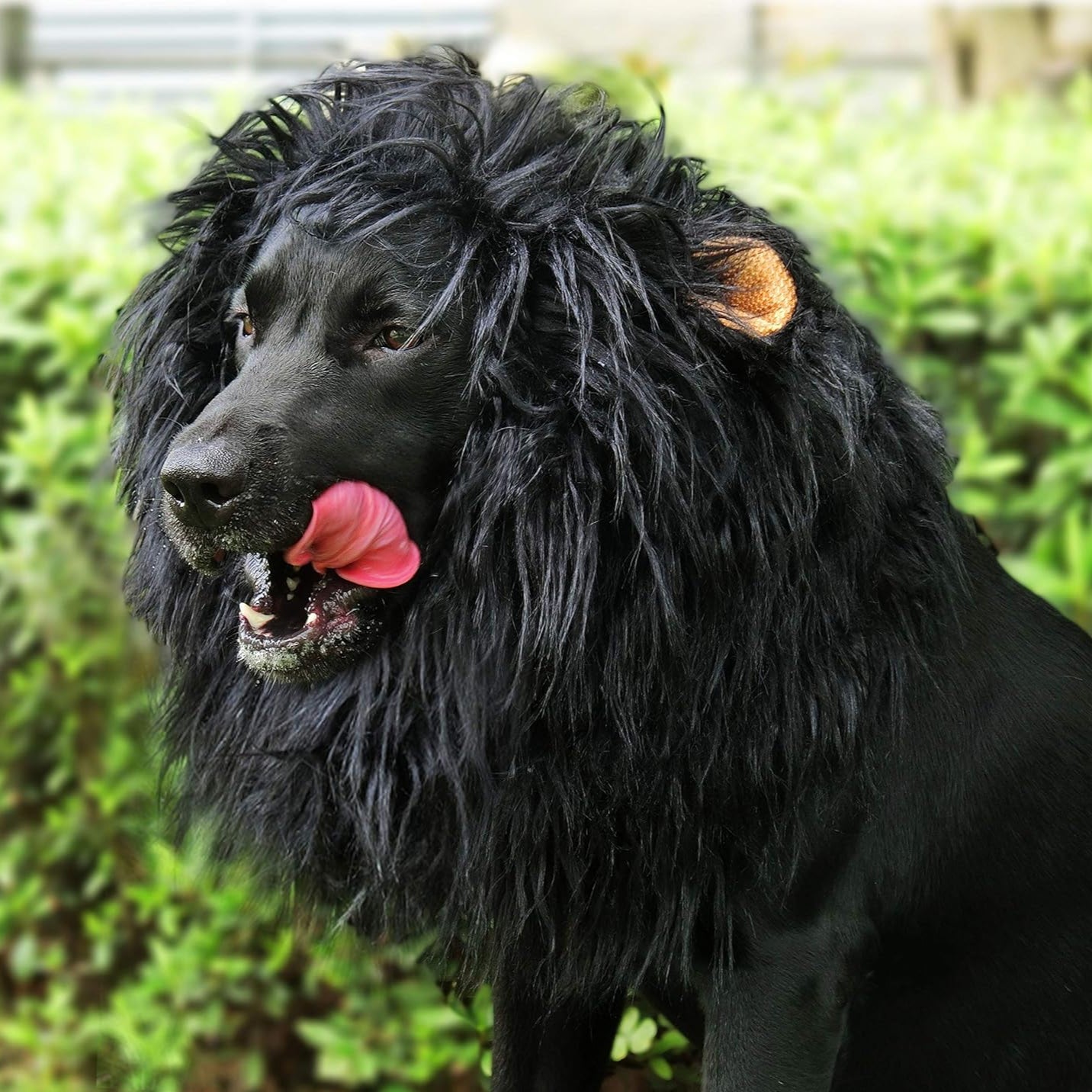 Majestic Lion Mane Dog Costume for Halloween - Image 8