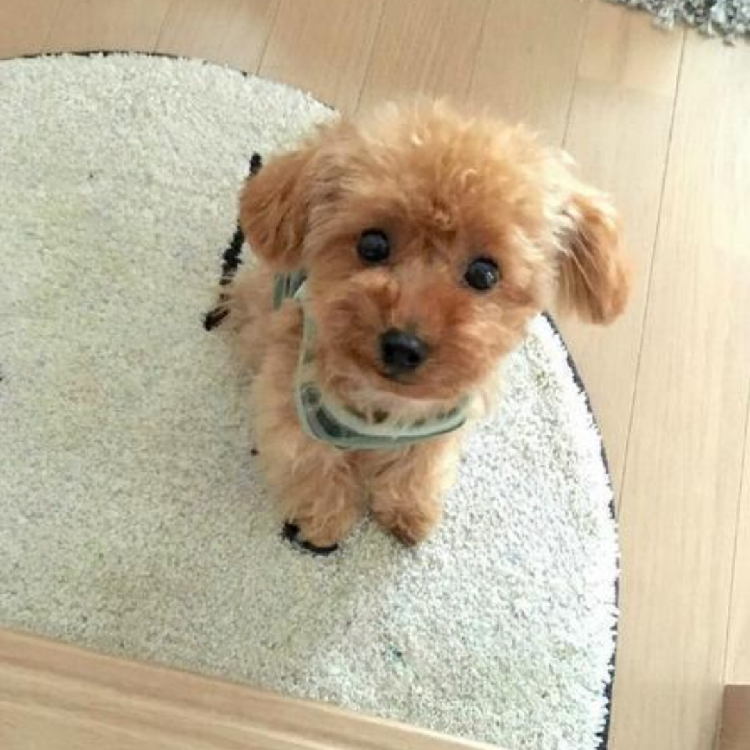 Coussin Câlin Jouet Chiot En Peluche Réaliste