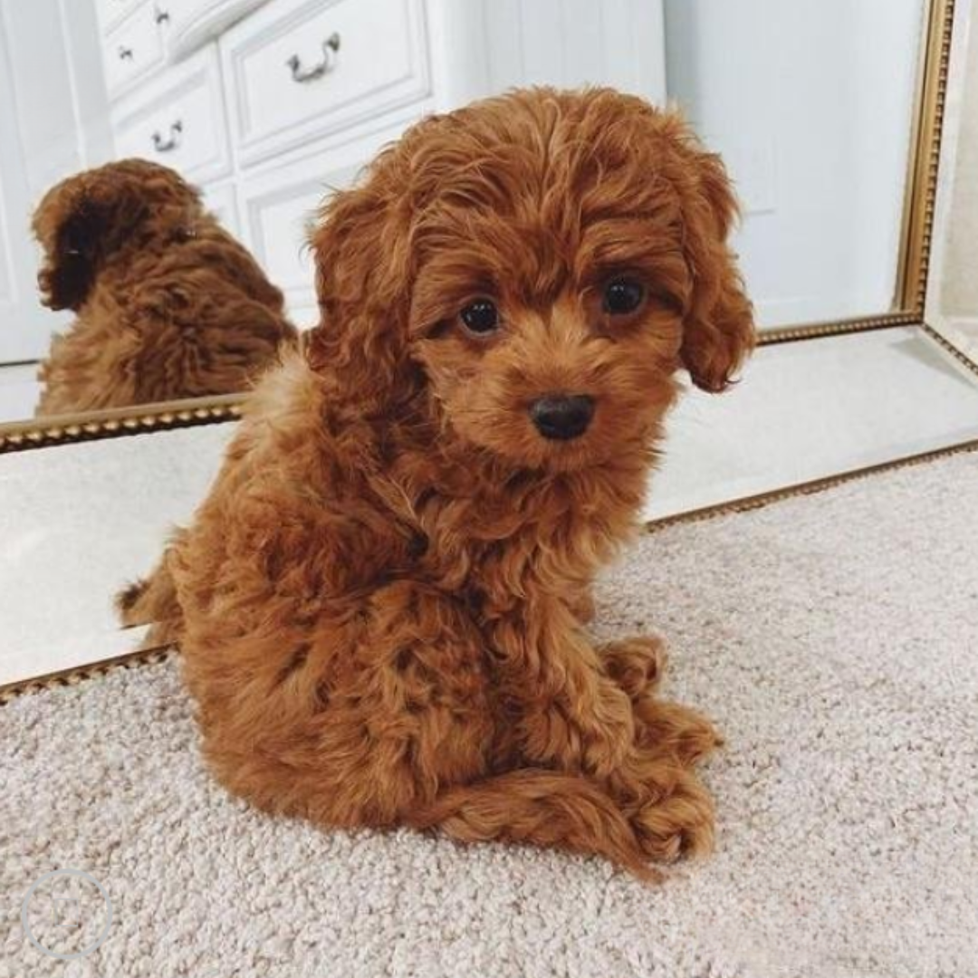 Coussin Câlin Jouet Chiot En Peluche Réaliste