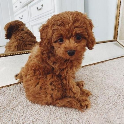 Coussin Câlin Jouet Chiot En Peluche Réaliste